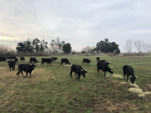 taureaux des Baumelles destinés au course d'entraînement et aux courses de ligue